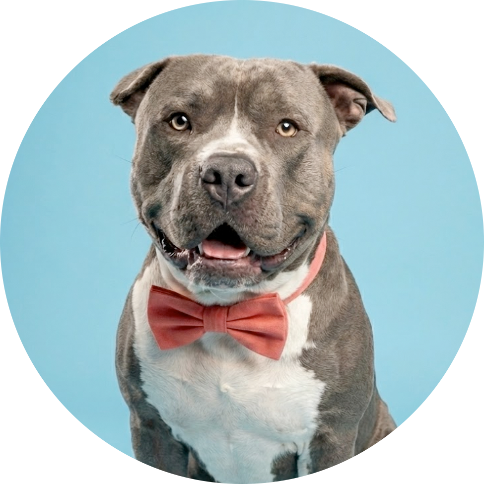 Happy pitbull getting dog grooming at Pawfect Shine in Pocatello, ID